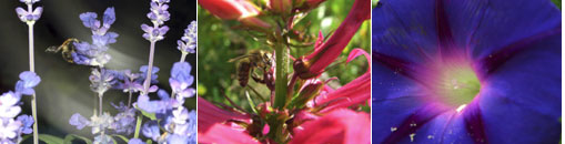 Gesellschaft für Gartenbau und Therapie - Termine Gesellschaft für Gartenbau und Therapie - Termine